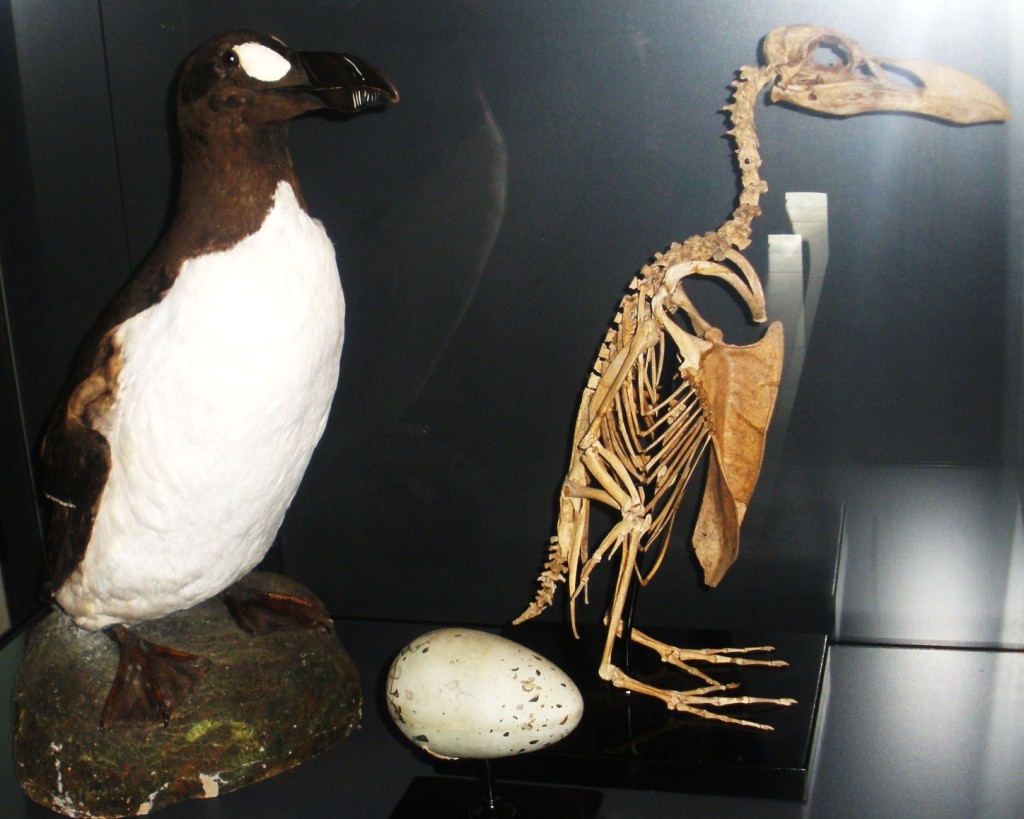 Geirfuglen levde i tilknytning til Nordatlanteren og landene rundt, der den var tallrik. Den ble opptil 70 cm høy, og var den største av alle kjente alkefugler. Det siste paret som ruget på et egg ble drept på Eldey den 3. juli 1844.