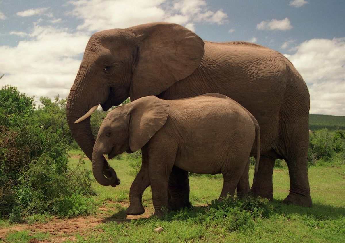 1200px-Two_Elephants_in_Addo_Elephant_National_Park