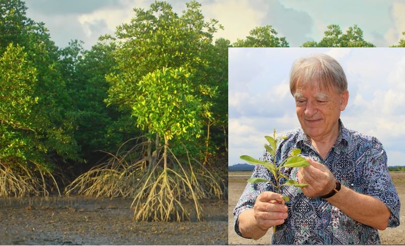 mangrove med arne