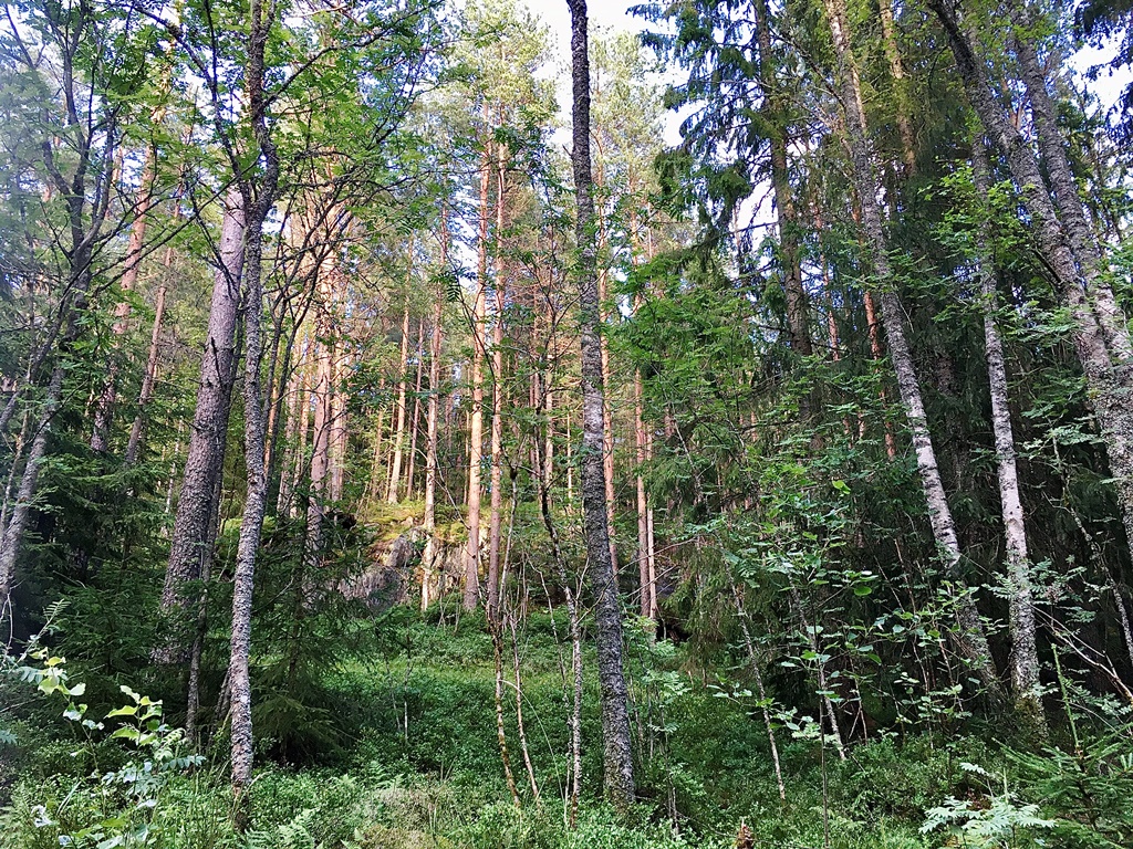 Norsk skog