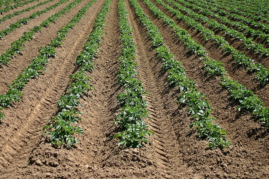 arable-field-potato-landscape