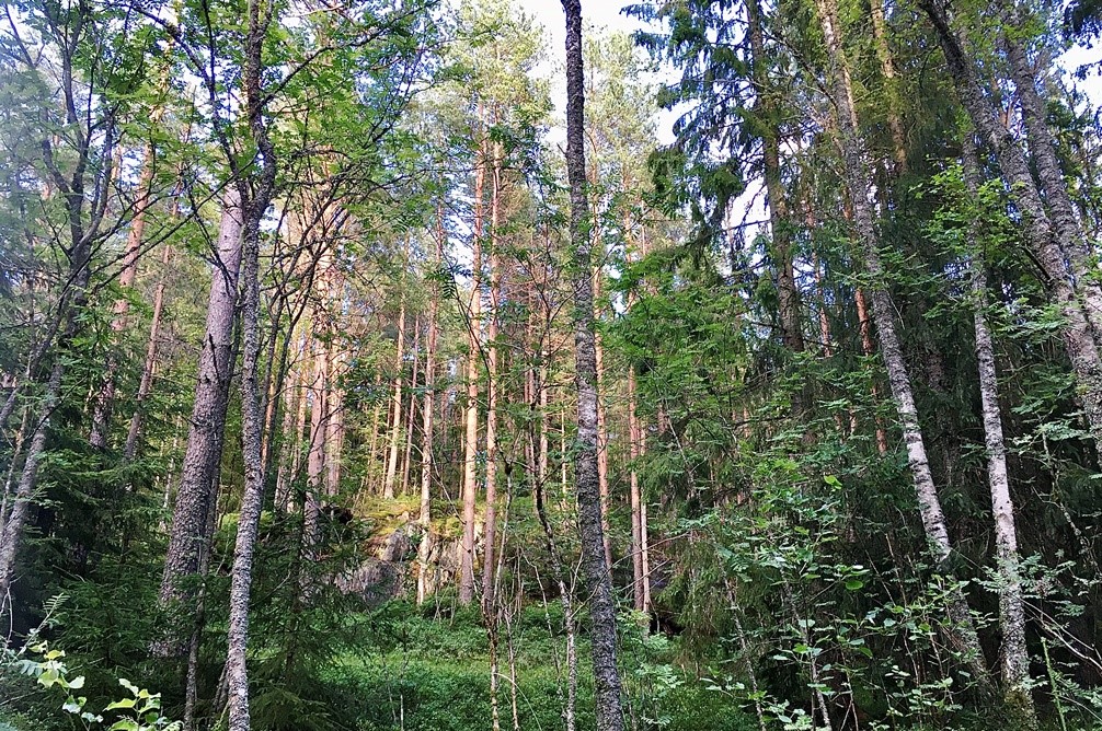 Norsk skog leffertstra