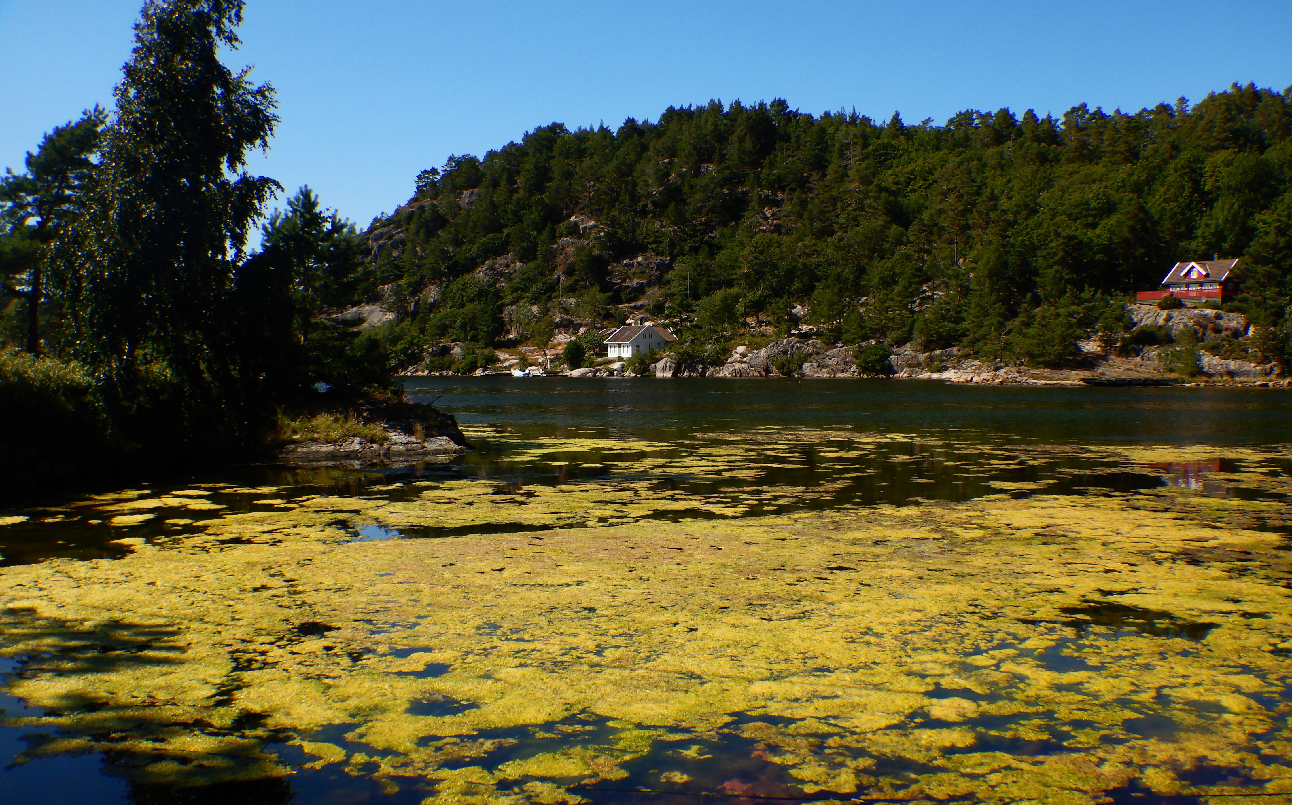 grønnskefylt liten fjordarm