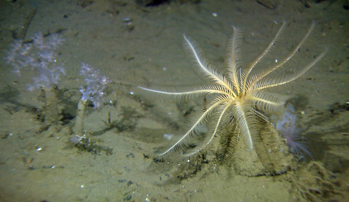 fjærstjerne på havbunnen